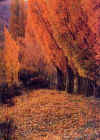 lothlorien01.jpg (27524 bytes)